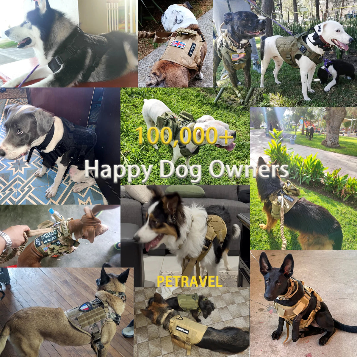 A collection of dogs wearing tactical dog harnesses, collars, and leashes in various outdoor settings.