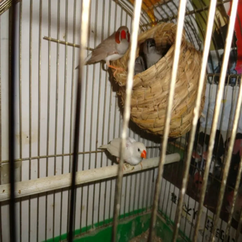 بيت طائر معلق من القش - عش طيور منسوج يدويًا