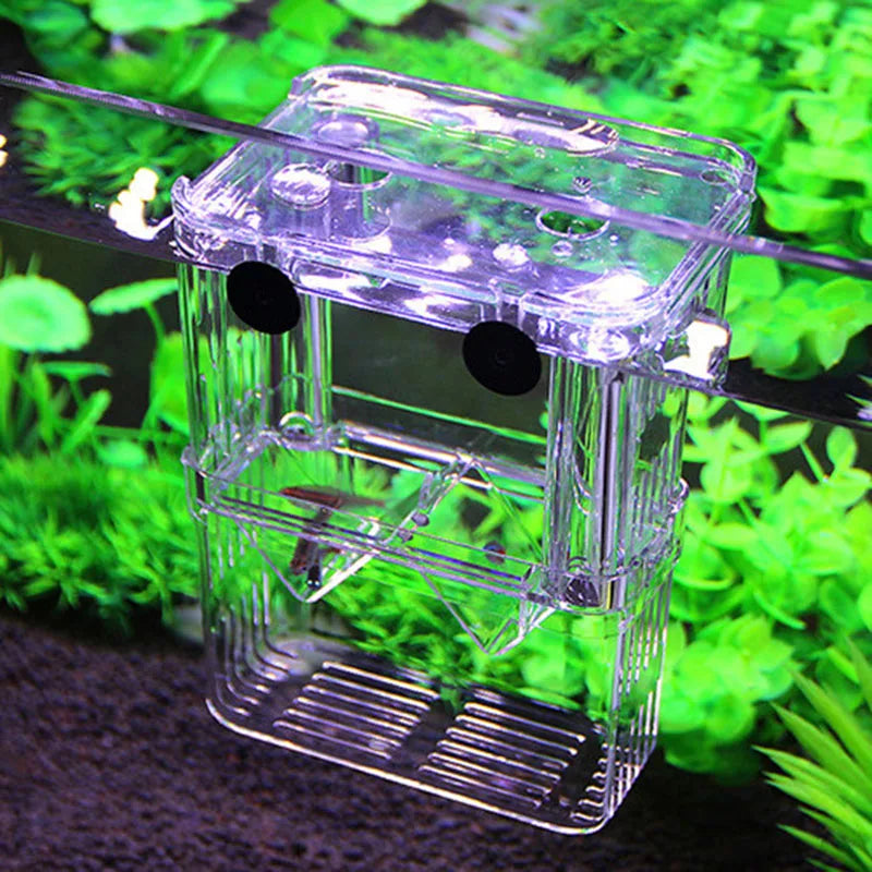 Cage d'isolement pour reproduction en aquarium