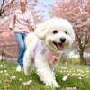 A white dog wearing a pink harness is walking through a field of pink blossoms.
