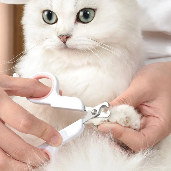 A person is using precision stainless steel nail clippers to trim the nails of a white cat.