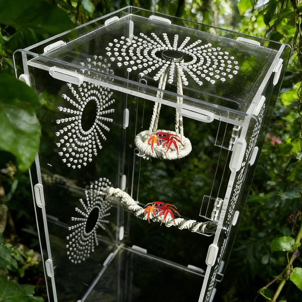 Habitat en acrylique transparent montrant une araignée sauteuse et un crabe hermite utilisant un pont d'escalade.