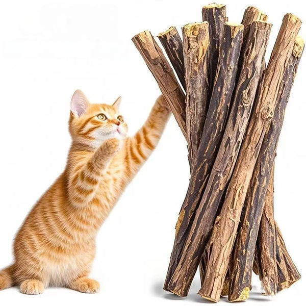 An orange tabby cat is interacting with a bundle of natural wooden chew sticks for cats.