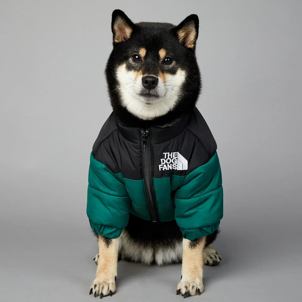 A fluffy black and white dog wearing a dark green and black insulated winter coat.