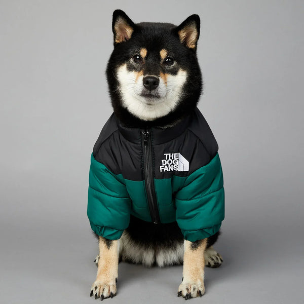 A fluffy black and white dog wearing a dark green and black insulated winter coat.