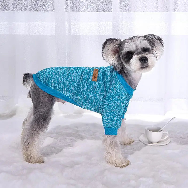 A small, fluffy dog wearing a teal knitted winter jacket indoors.