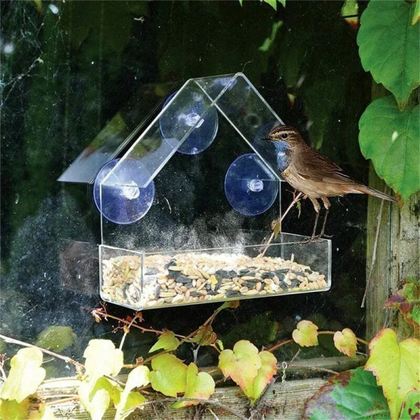 A window-mounted bird feeder with suction cups is visible, containing seeds and hanging in a leafy outdoor setting.