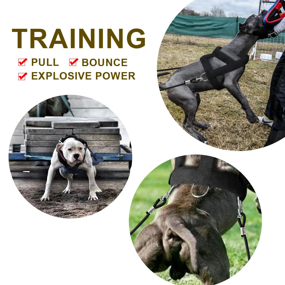 A dog is being trained using an adjustable weight pulling harness outdoors.
