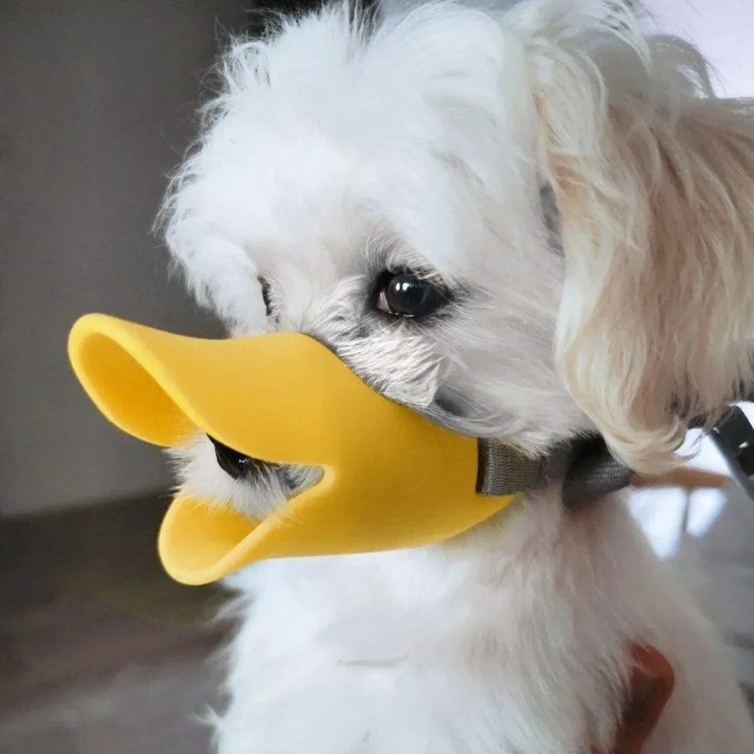 Ein weißer Hund trägt eine gelbe Silikon-Ducksnathlet Maske zum Hundetraining.