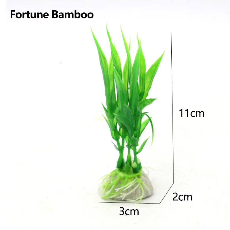 A small green Fortune Bamboo plant with roots, measuring 11cm high and 3cm wide.