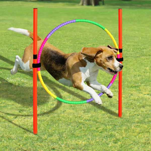 A brown and white dog jumps through a colorful agility hoop set between two orange poles on a green lawn.