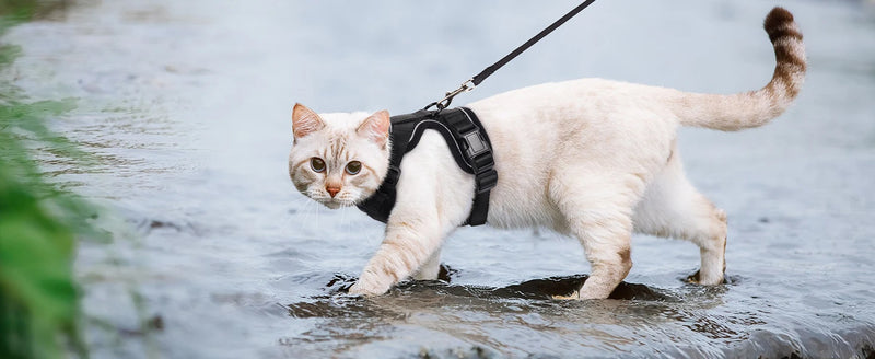 Ausbruchssicherer Katzengeschirr mit Leine