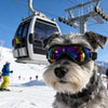 A fluffy dog wearing black UV protection sunglasses outdoors in a snowy mountain environment.