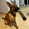 Cigar-Shaped Squeaky Plush Dog Toy for Interactive Play and Teeth Care