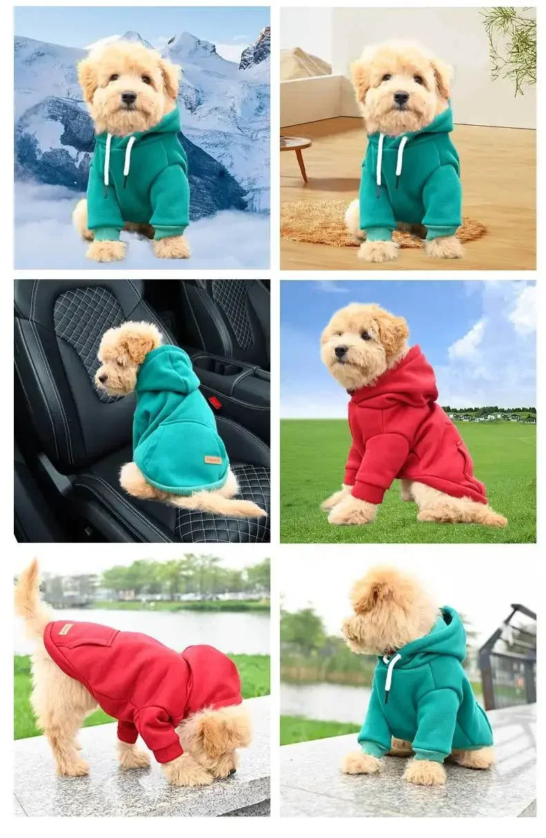 A golden doodle dog wearing a green fleece hoodie sitting outdoors.