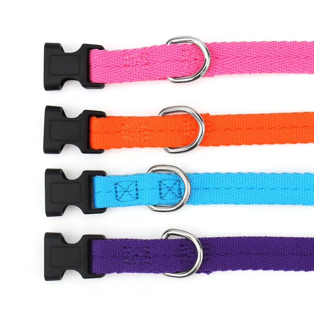 Four brightly colored nylon dog collars in pink, orange, blue, and purple with black buckles.