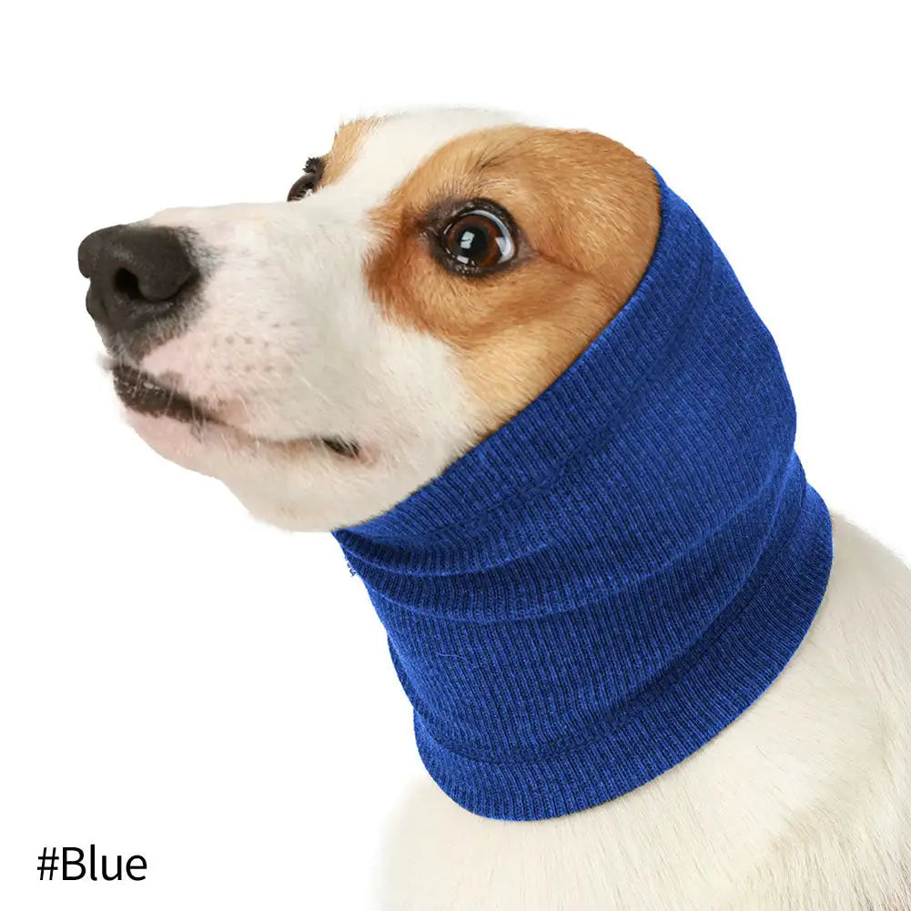 A dog wearing a blue neck and ear muff for anxiety relief.
