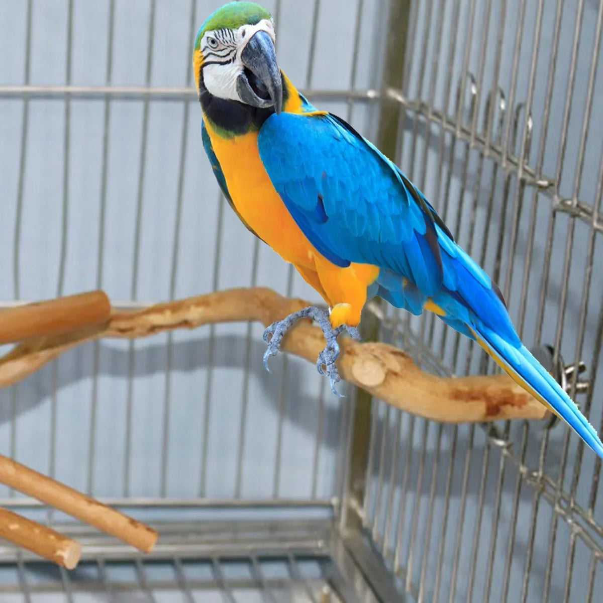 A blue and yellow macaw perched on a natural wooden branch inside a wire cage.
