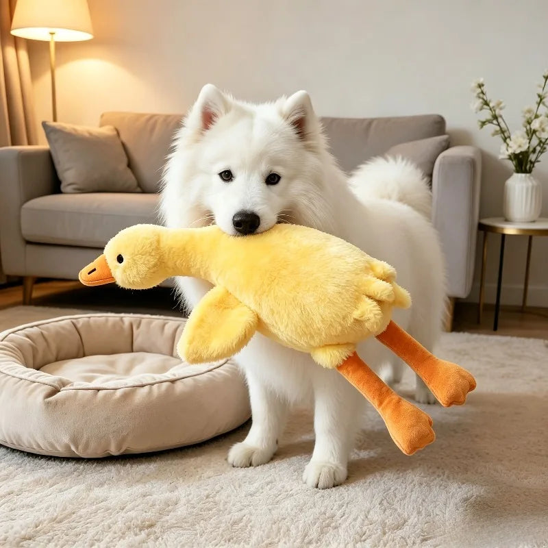 A white dog stands next to a yellow plush duck toy on a light carpet.