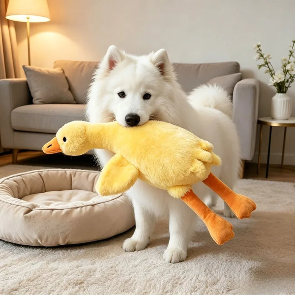 A white dog stands next to a yellow plush duck toy on a light carpet.