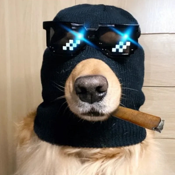 Ein Hund trägt eine schwarze Strickkopfbedeckung und Maske mit leuchtend blauen Akzenten und hält ein gerolltes Objekt.