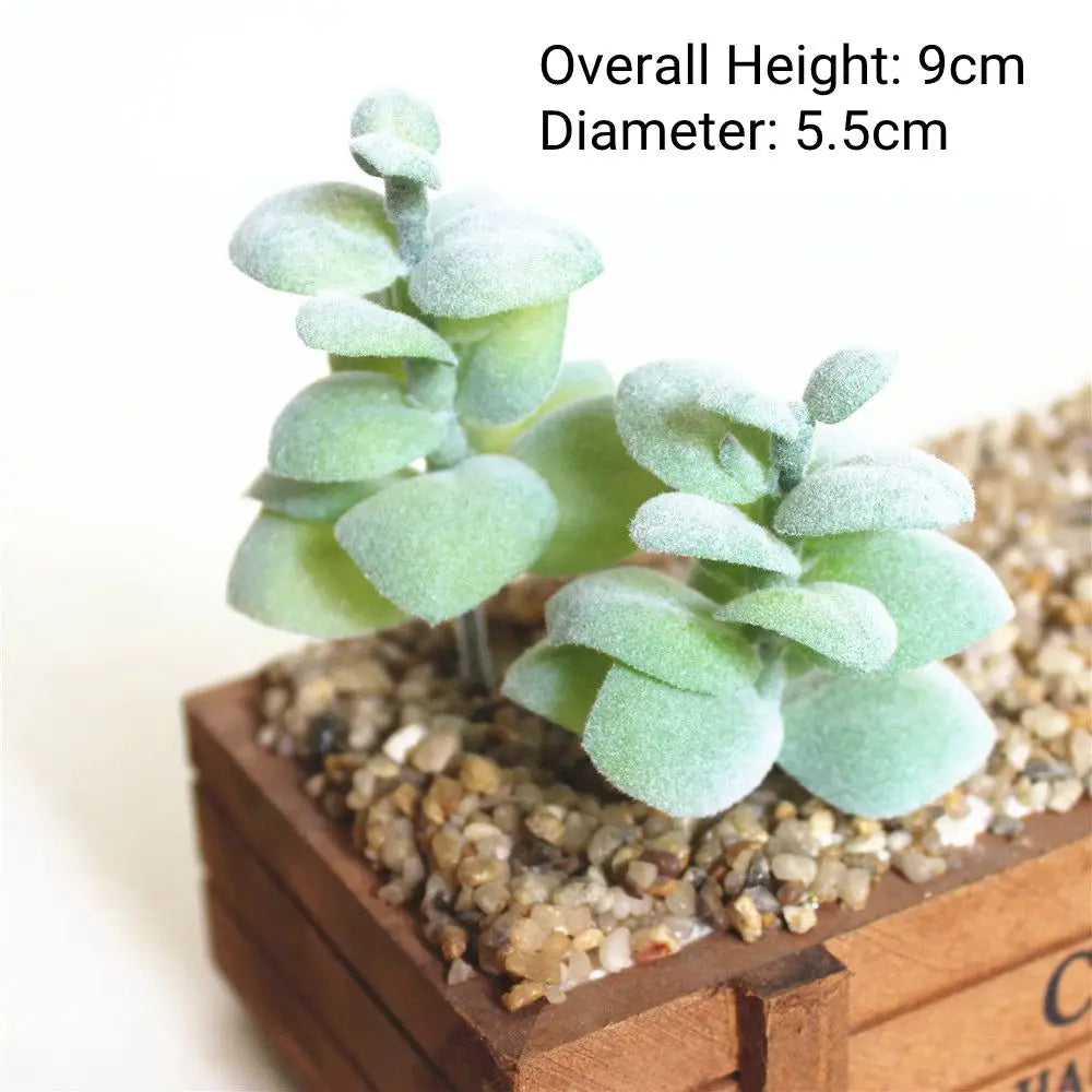 A small, round, pale green succulent plant with thick leaves is displayed in a wooden box on top of gravel.