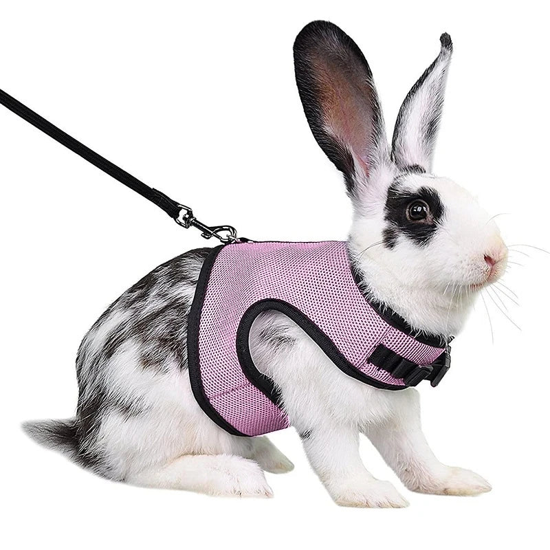 Un lapin blanc portant une laisse noire et un harnais en filet rose.