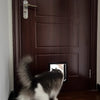 Weatherproof Pet Door Flap with 4-Way Locking Security