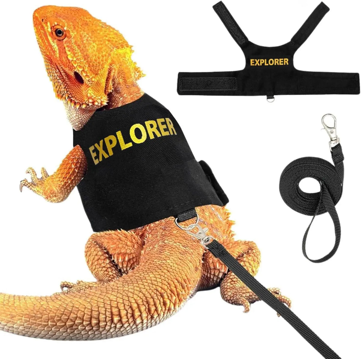 Ein Bartagga in einem schwarzen Geschirr und an einer schwarzen Leine, mit dem Geschirr beschriftet „Explorer“.