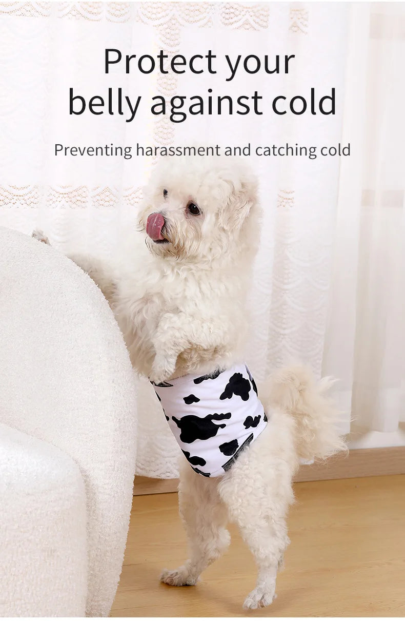A fluffy white dog wearing a black and white reusable sanitary pant for protection against cold.