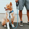 A happy orange and white dog sits on the ground next to a person holding a blue leash.