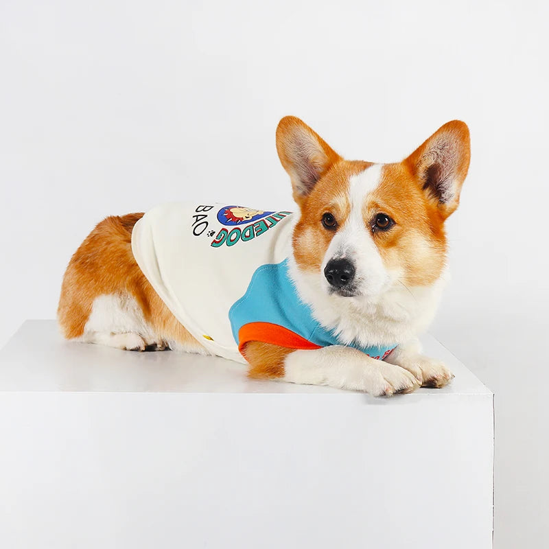 An orange and white Shiba Inu dog wearing a light blue vest with orange trim.