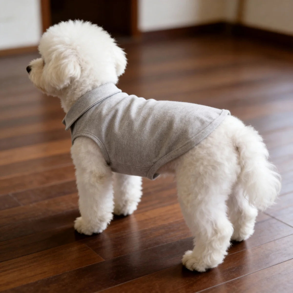 A fluffy white dog wearing a light gray polo shirt standing on a wooden floor.