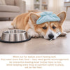 An orange and white dog lies next to a stainless steel slow feeder bowl on a light surface.