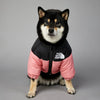 A black and white dog wearing a pink and black winter coat.