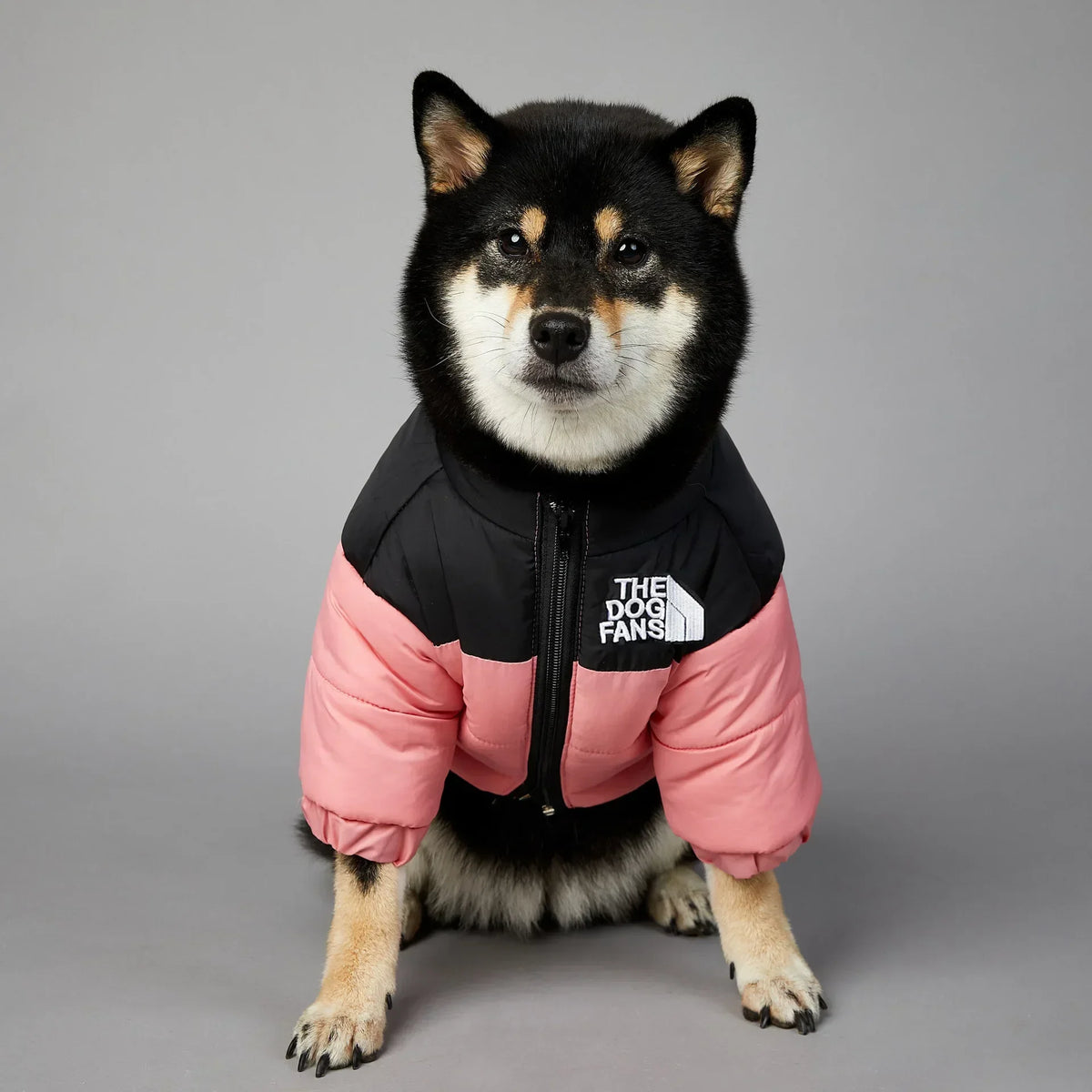 A black and white dog wearing a pink and black winter coat.