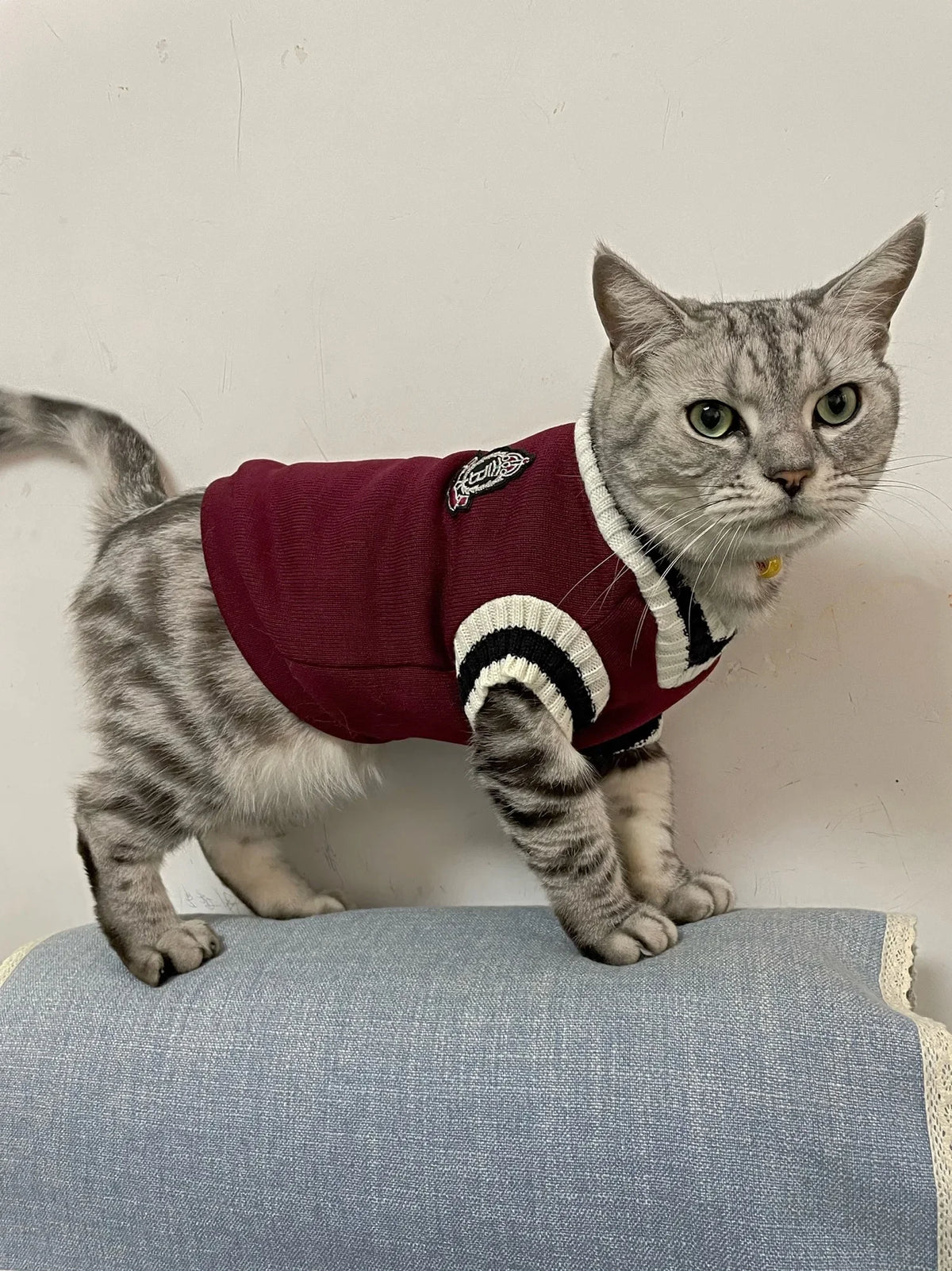 A tabby cat wearing a maroon knit sweater with white trim and a decorative patch.