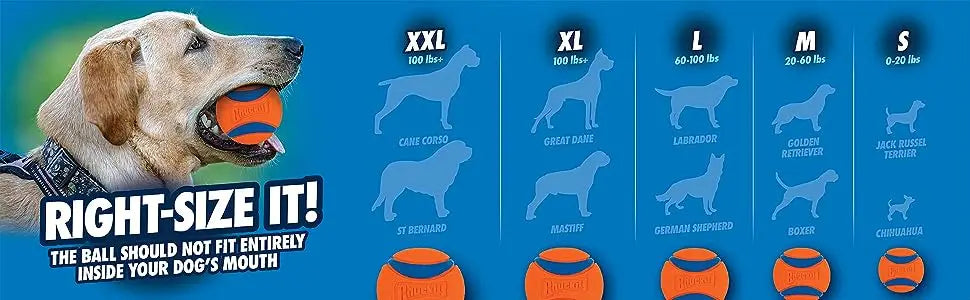 A graphic showing various sizes of an orange dog ball categorized by dog breed size, emphasizing the correct ball size for a 