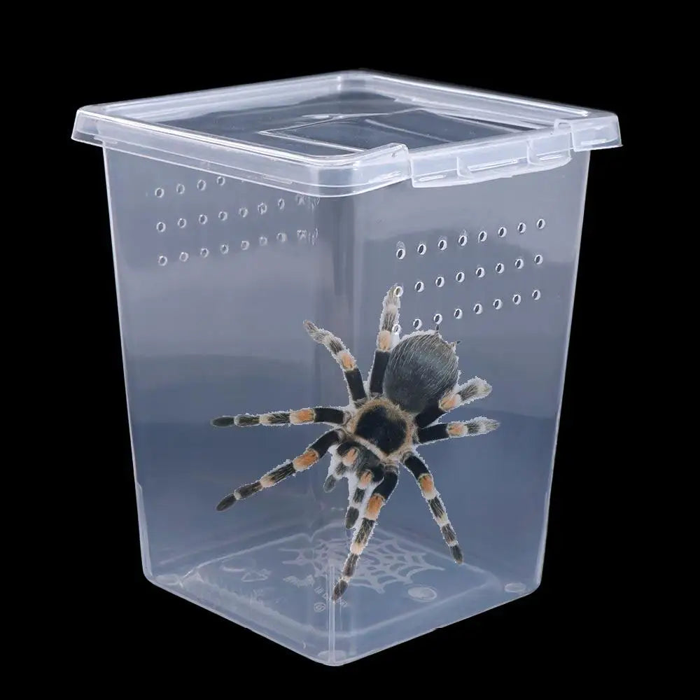 A transparent plastic container holding a spider inside, designed as a reptile habitat.