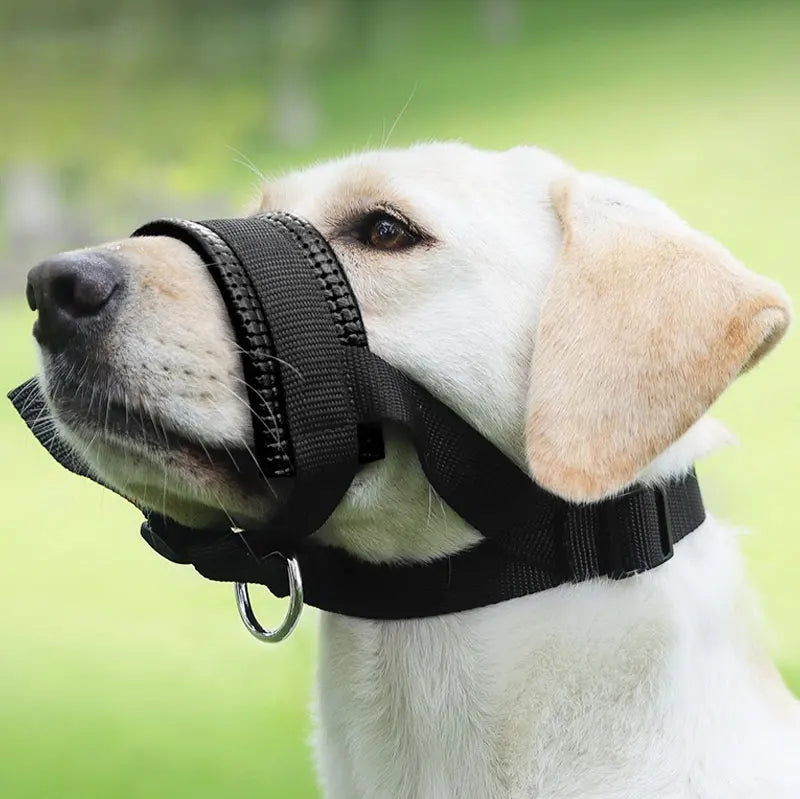 A light-colored dog wearing a black adjustable muzzle for training or walks.
