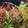 Lampe LED Plein Spectre WRGB pour Aquarium