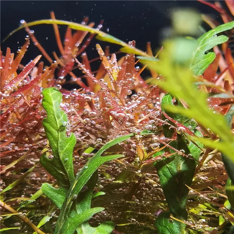 Lampe LED Plein Spectre WRGB pour Aquarium