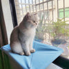 Hamac Lit pour Chat à Fixation Fenêtre