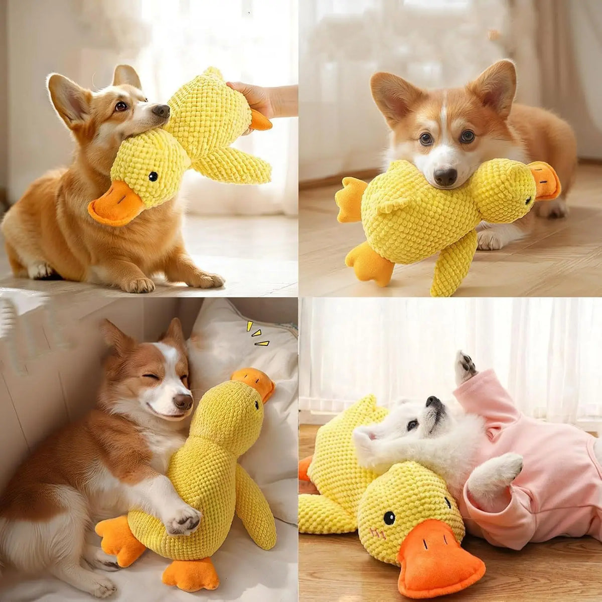 Several plush yellow duck dog chew toys are shown being held by a small dog.