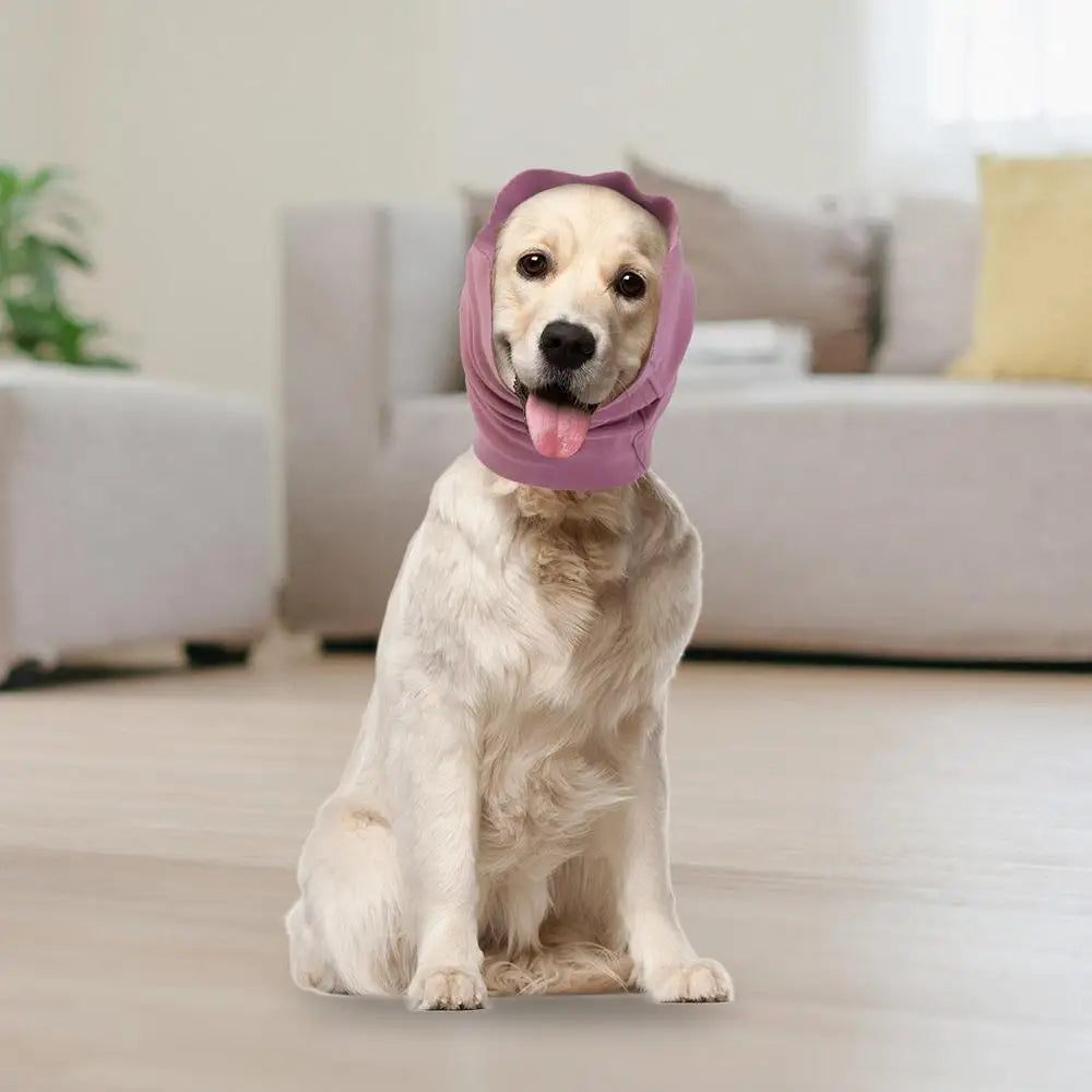 A light-colored dog is wearing a purple earmuff hat while sitting on a wooden floor.