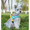 A small, fluffy gray dog wearing a yellow and blue reflective harness sitting in green grass.
