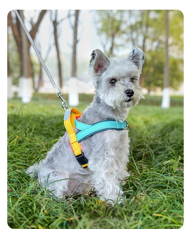 A small, fluffy gray dog wearing a yellow and blue reflective harness sitting in green grass.
