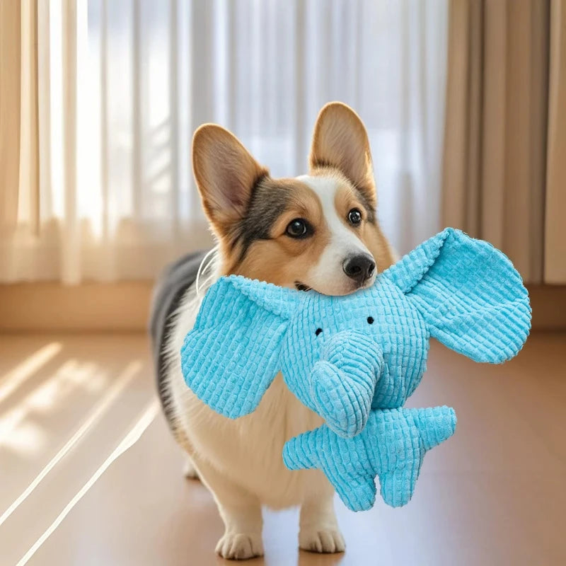 A small dog holds a blue squeaky elephant plush toy.