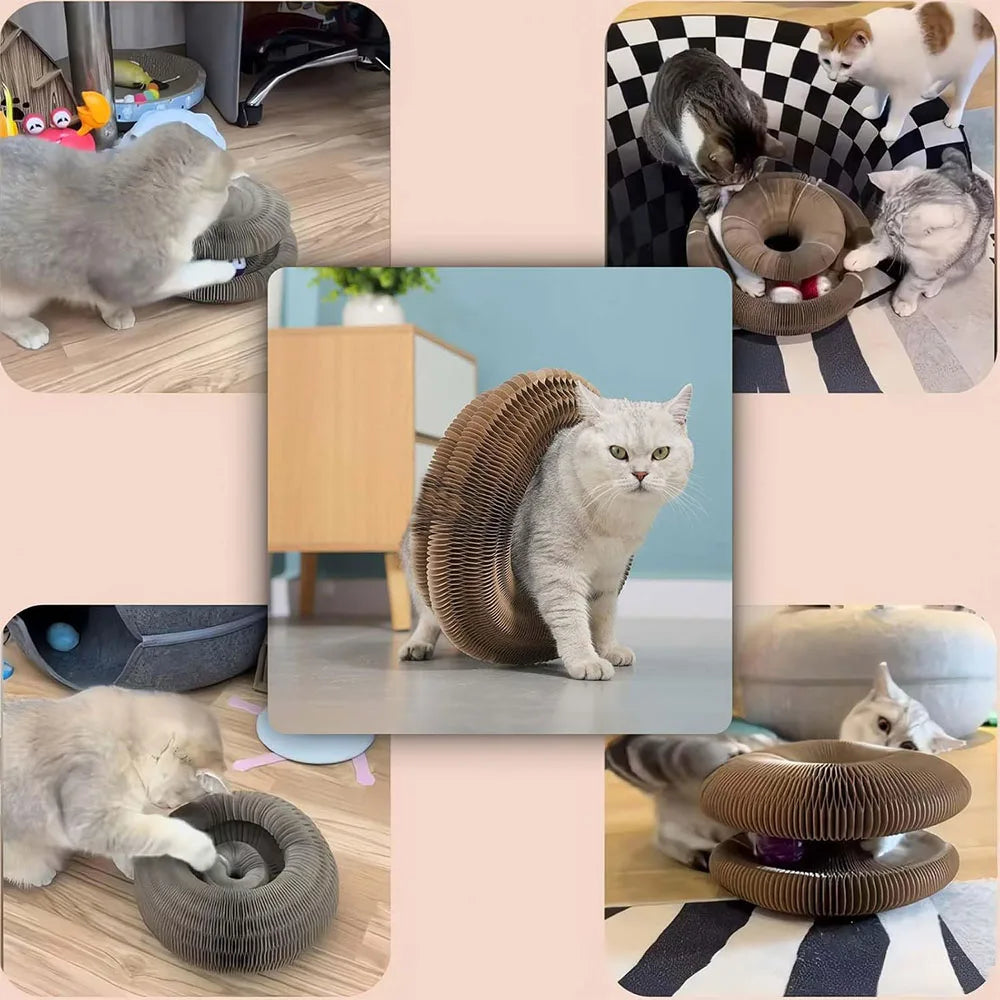 A gray cat is interacting with an accordion-style cat scratcher toy, which is designed for feline enrichment.