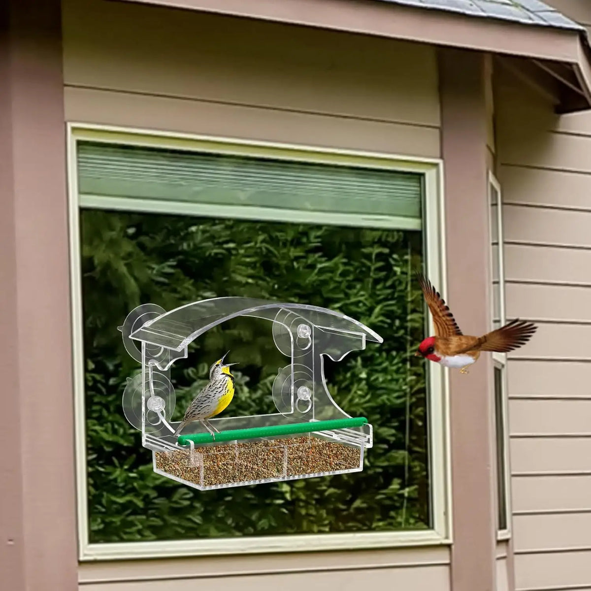 Acrylic window bird feeder with suction cups hanging in a window